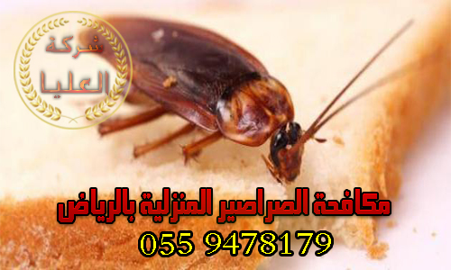 شركة مكافحة الصراصير المنزلية بالرياض